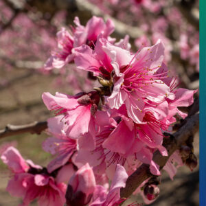 Cherry blossoms, Cieza
