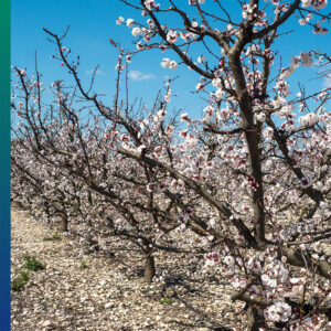 Apricot blossoms, Cieza