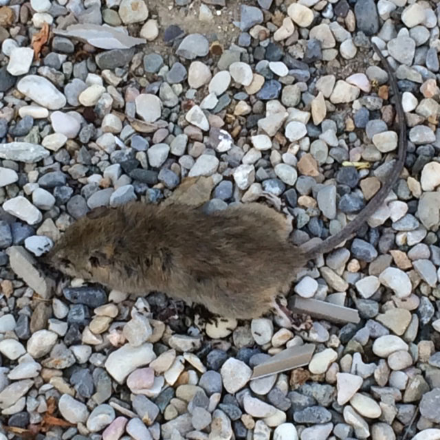 Dead mouse