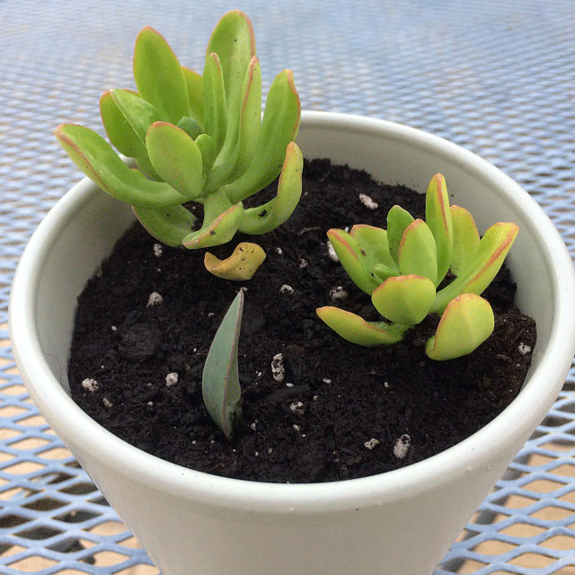 Succulent cuttings