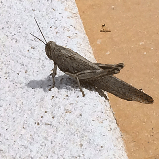 Grasshopper