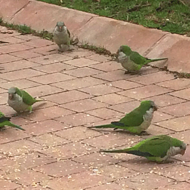 Parakeets