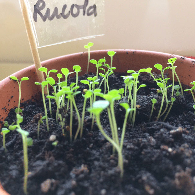 Rucola seedlings